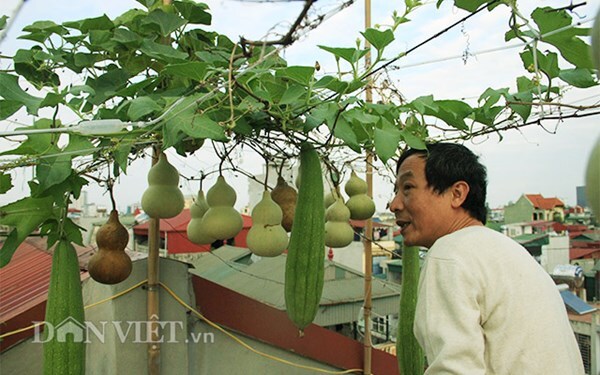 Ông chủ đất Hà thành với giàn “bầu tiên” giữa...sân thượng tầng 5