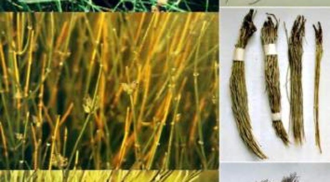 Bài thuốc hay trị viêm xoang