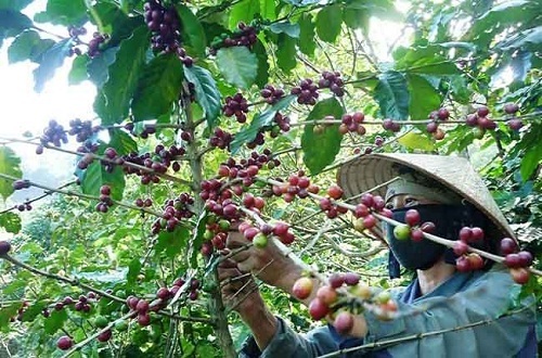 Video: Báo động nạn hái trộm cà phê ở Lâm Đồng