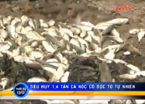 Video: Tiêu hủy 1,4 tấn cá lóc có độc tố tự nhiên