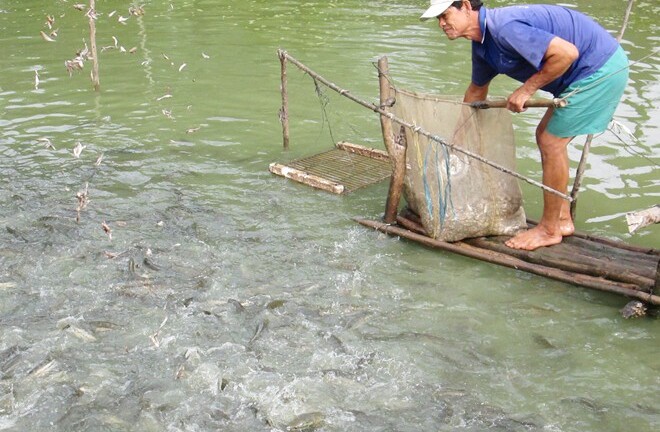 Nuôi cá lóc bông thu nhập trên 100 triệu đồng ở miền Tây