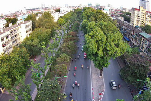 Hà Nội: Đốn 200 cây không đạt chuẩn ở “đường ảnh cưới”