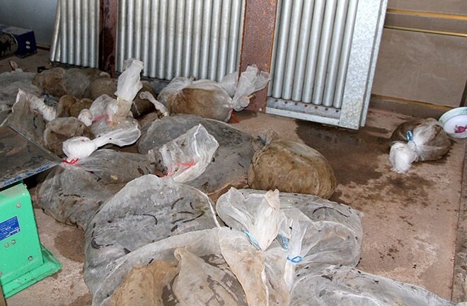 Động vật quý hiếm nằm 