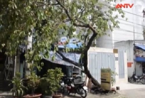 Video: Container tông đổ cây, đè lên nhà dân rồi tháo chạy