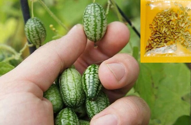 20.000 đồng/hạt giống dưa hấu tí hon
