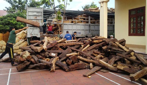 Bị phạt 100 triệu đồng vì che giấu vận chuyển gỗ lậu