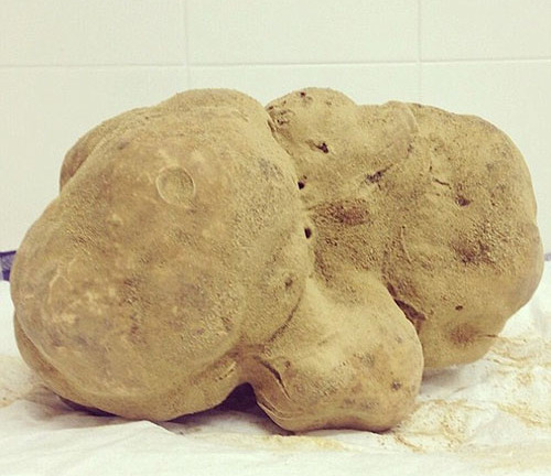 Mỹ: Cây nấm cục trắng khổng lồ được bán với giá 1,3 tỷ đồng