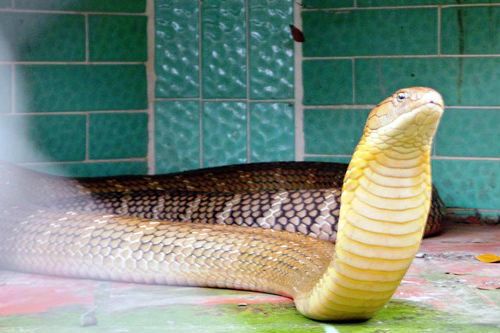 Bốn con hổ mang chúa dài hơn 3 mét thấy người là tấn công