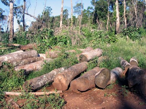 Dừng khai thác gỗ rừng tự nhiên trên cả nước