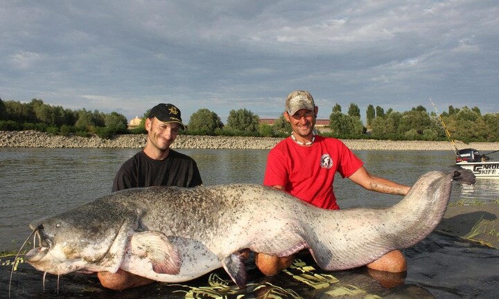 Cần thủ người Italy câu được cá da trơn khổng lồ dài 2,5 mét