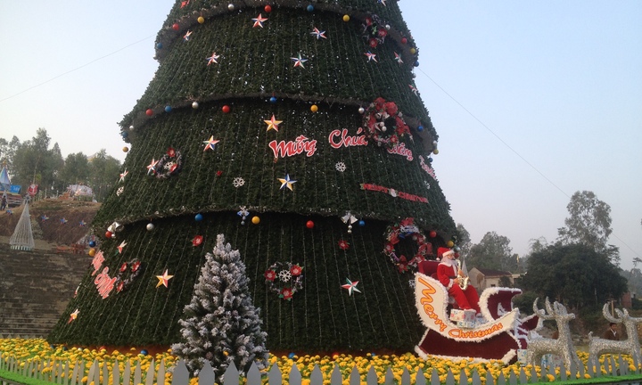 Ngắm cây thông Noel cao 41m ở Nghệ An
