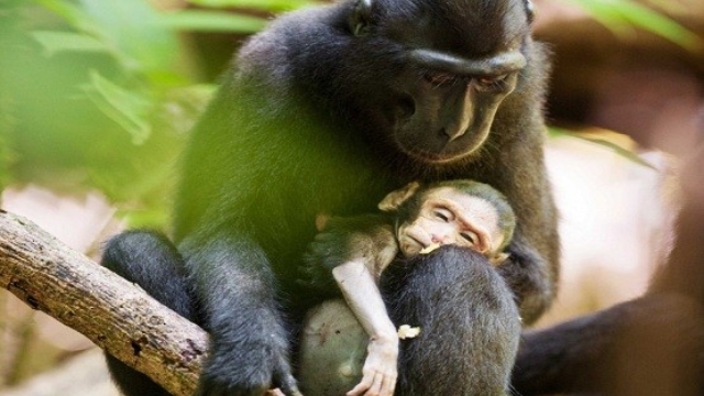 Video: Xúc động xem khỉ cứu bạn bị điện giật trên đường ray