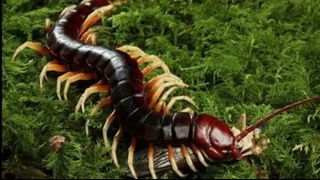 Video: Cận cảnh loài rết khổng lồ Việt Nam vừa bò vào nhà dân