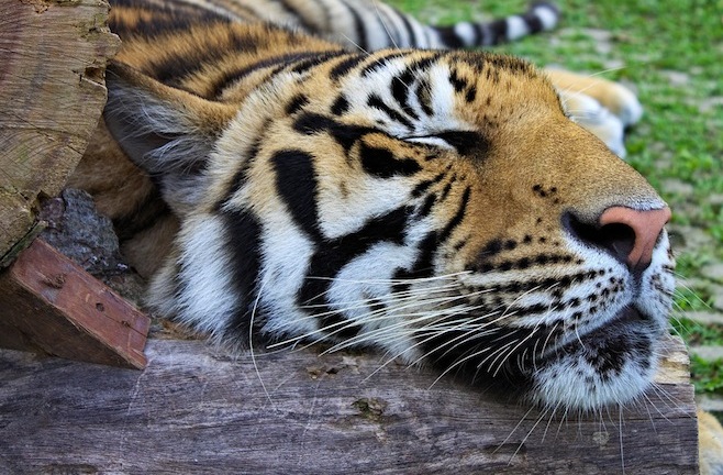 Kinh hãi người đàn ông say rượu vào vườn thú ôm… hổ