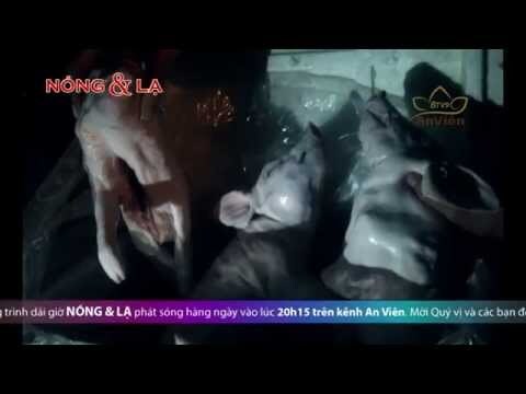 Thịt thối, hàng lậu ồ ạt qua biên giới