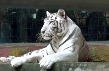 Nhân viên chăm sóc thú ở Bình Dương tử vong vì bị hổ vồ