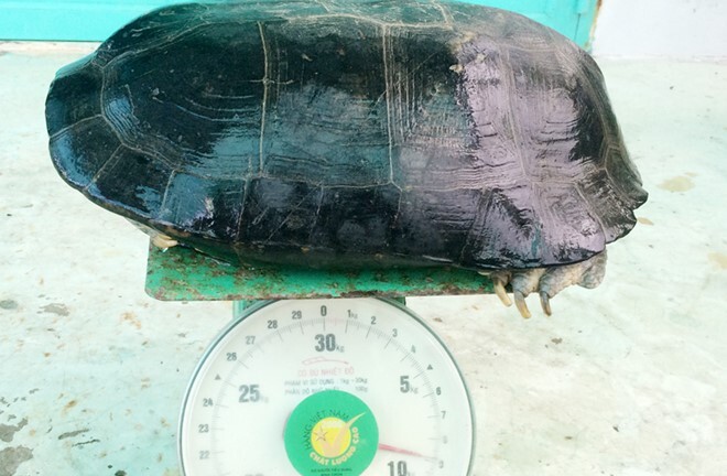 Bắt được rùa 9 kg trong ao tôm ở Bạc Liêu