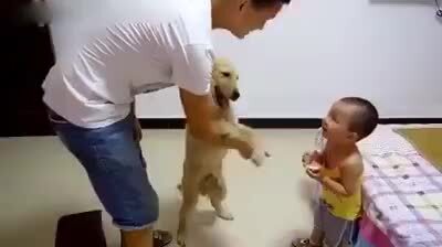 Hình ảnh chú chó ra sức bảo vệ em bé khỏi bị bố đánh mắng, gây sự chú ý