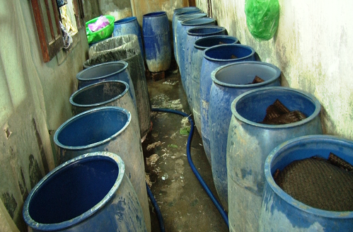 Phát hiện một cơ sở ủ giá đỗ bằng hóa chất dán nhãn mác Trung Quốc