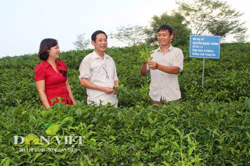 Trồng chè sạch, giá tăng gấp ba