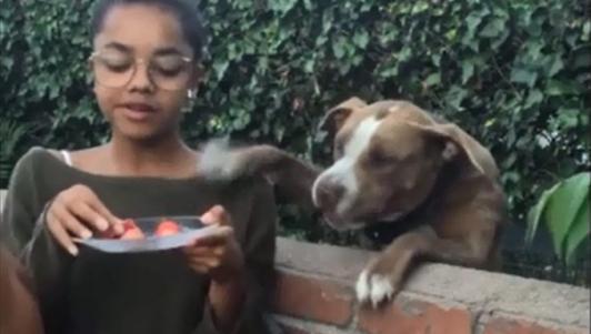 Thích thú xem clip phản ứng của thú cưng khi đói