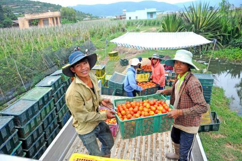 Giá cà chua tăng cao kỷ lục