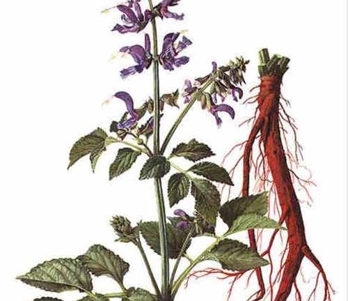 5 vị thuốc quý giúp cải thiện chứng đau bụng kinh