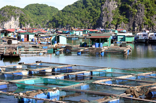 Bổ sung kinh phí cho 22 địa phương phát triển thủy sản