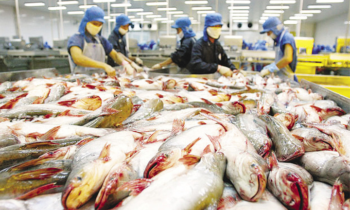 Giá cá tra tăng cao nhất kể từ đầu năm nhưng vẫn khan hàng