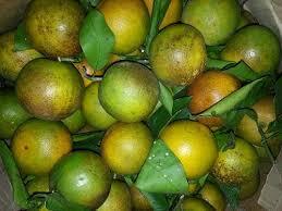 Bí quyết chọn cam Vinh ngon chính hiệu