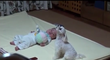 Phản ứng đáng yêu của chó cưng khi thấy bé khóc