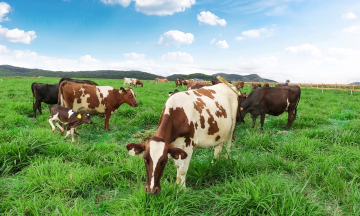 Trang trại bò sữa Organic theo tiêu chuẩn Châu Âu đầu tiên tại VN của Vinamilk