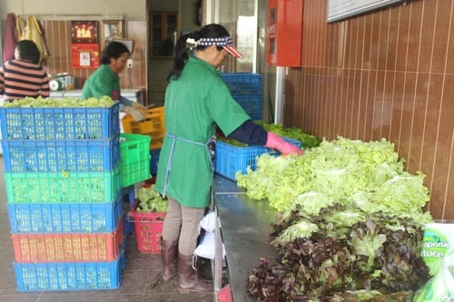 Mưa lớn kéo dài, giá rau củ Đà Lạt tăng chóng mặt
