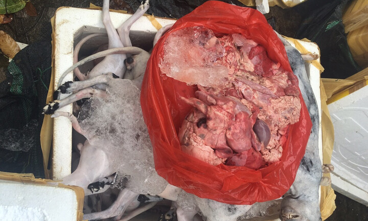 Bắt gần 1 tấn thịt chó mèo không nguồn gốc trên đường ra Bắc tiêu thụ