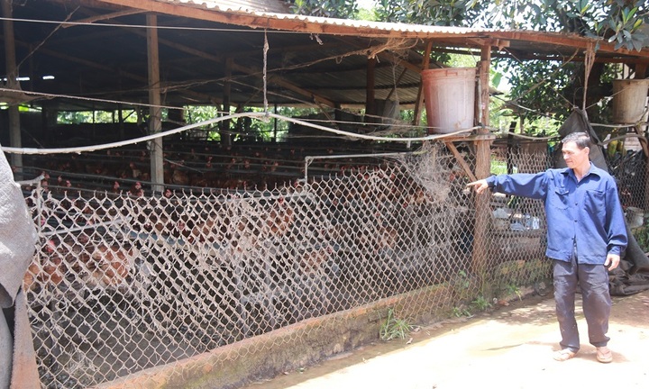 Đắk Lắk: Người dân khốn đốn vì trang trại chăn nuôi “bao vây”