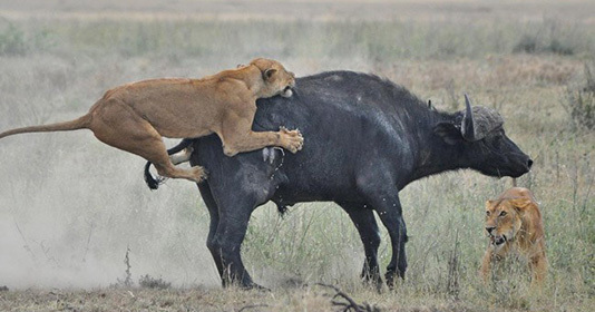 Trâu rừng dạy cho sư tử một bài học nhớ đời