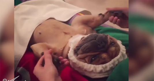 Hài hước chó cũng thích đi spa