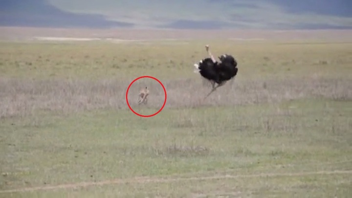 Báo săn chạy bán sống bán chết khi đối mặt với đà điểu khổng lồ 