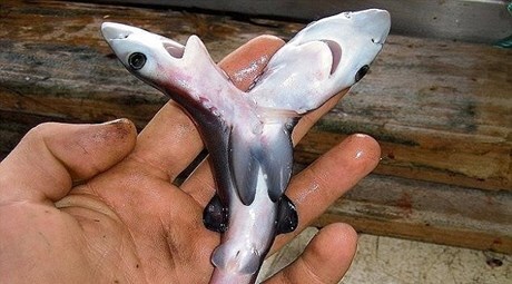 Cá mập 2 đầu xuất hiện ngày càng nhiều trên khắp thế giới