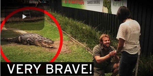 Chàng trai vừa cho cá sấu ăn vừa cầu hôn
