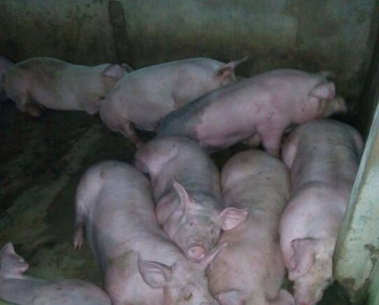 Cảnh sát bắt tại trận một cơ sở giết mổ lợn trái phép ở Hà Tĩnh