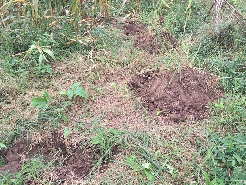 Vụ xây nghĩa trang trong khu dân cư: Chủ tịch phường nói gì?