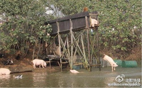 Biến lợn bình thường thành lợn 