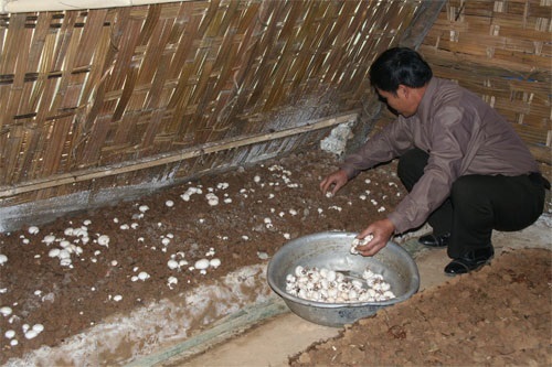 8 ý tưởng kinh danh hay tại nông thôn