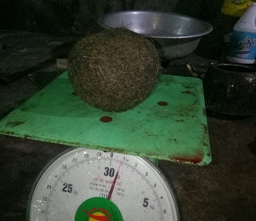 Phát hiện vật lạ có giá hàng chục triệu đồng trong bụng nghé con