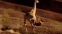 Hươu cao cổ ra đòn huỷ diệt vùi dập sư tử giữa sa mạc