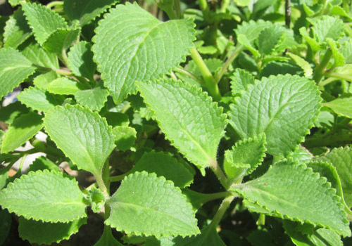 3 mẹo chữa ho mãn tính không cần dùng thuốc bạn nên biết