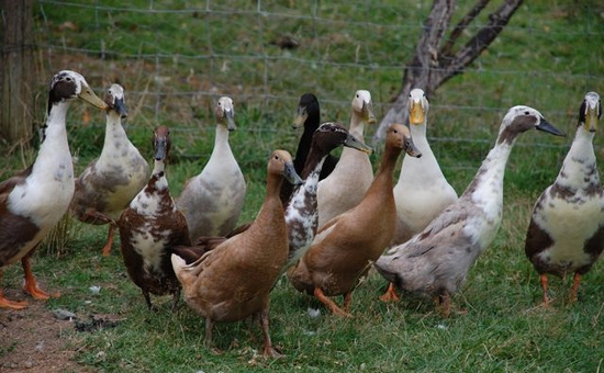 Những mẹo chọn vịt ngon đúng cách nhất cho bạn và gia đình