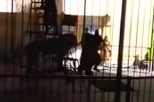 Sư tử bất ngờ tấn công người huấn luyện trong khi biểu diễn