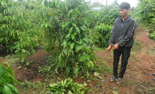 Nổi thú tính, em chồng chở chị dâu vào rẫy cà phê hãm hiếp